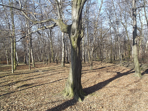 Park Kociuszki w Katowicach