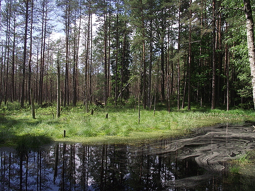 Suche Bagno - Wigierski PN