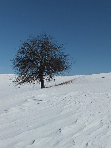 Polna grusza