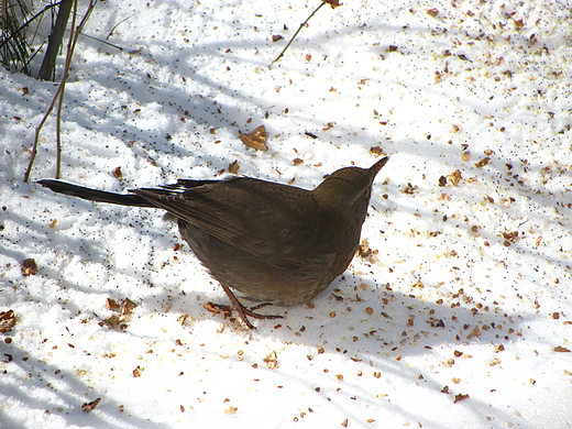 Turdus