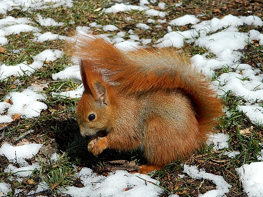 niadanko rudej.