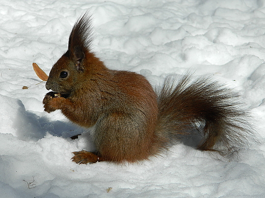 niadanko rudej.