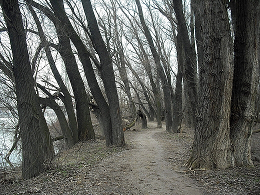 Warszawa. Las gowy nad Wis.