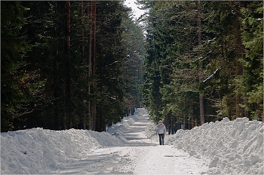 Puszcza Augustowska w kwietniu 2013r.