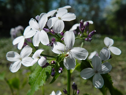 Warszawa. Wiosna w Ogrodzie Botanicznym.