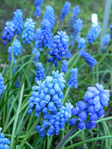 Warszawa. Wiosna w Ogrodzie Botanicznym.