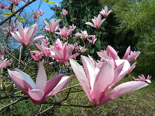 Warszawa. Wiosna w Ogrodzie Botanicznym.