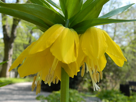 Warszawa. Wiosna w Ogrodzie Botanicznym.