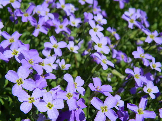 Warszawa. Wiosna w Ogrodzie Botanicznym.