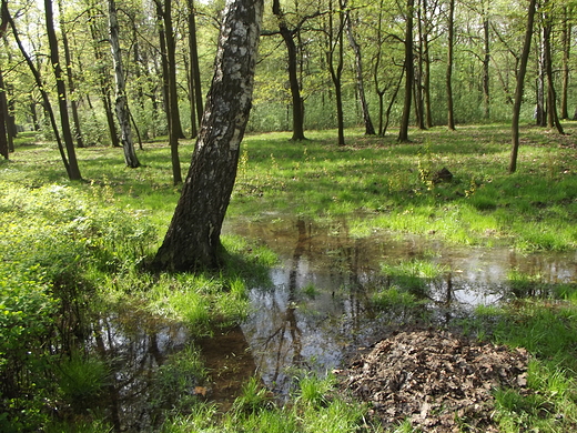 Katowice-Park Kociuszki