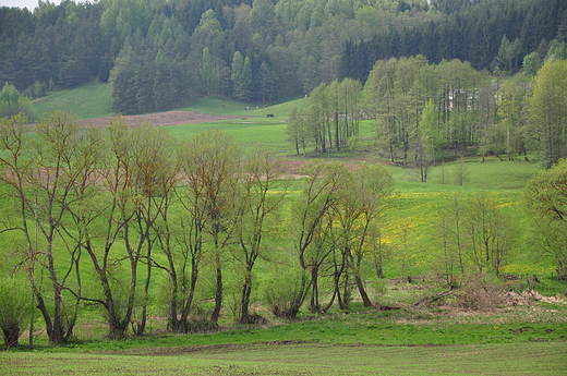 Okolice Wodziek