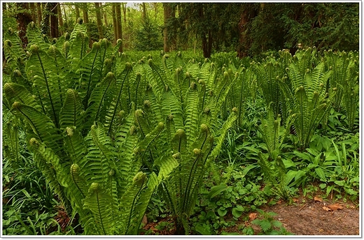 wiosenne krnickie arboretum