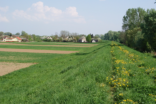 Widok na Brzostkw z wau przeciwpowodziowego nad Wis.