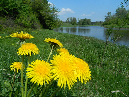 Szczypiorno. Nad Wkr.