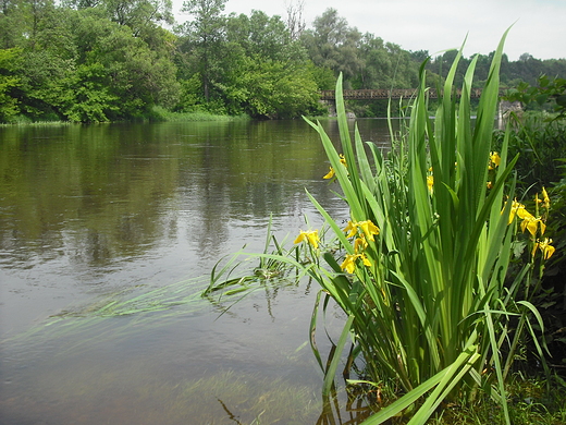 Kosewko. Nad Wkr.