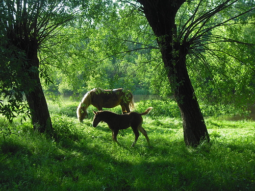 Szczypiorno. Nad Wkr.