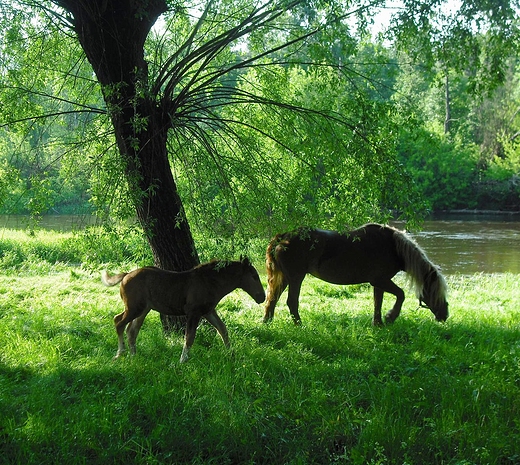 Szczypiorno. Nad Wkr.