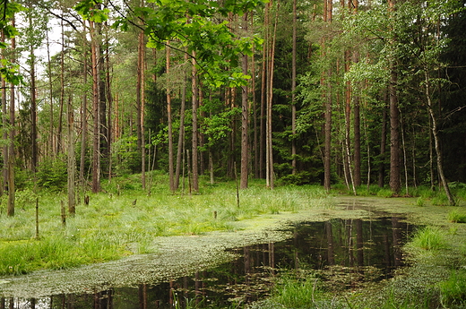 Suche Bagno - Wigierski PN