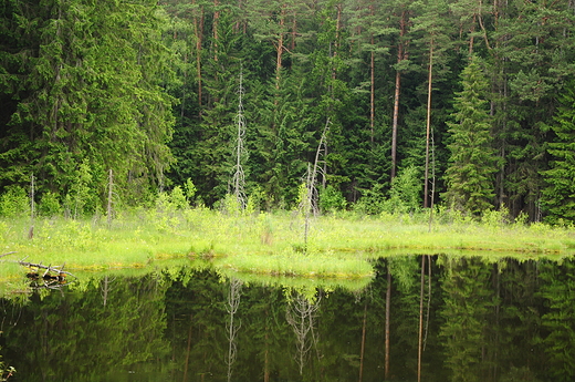 Suchar Rzepiskowy, Wigierski PN