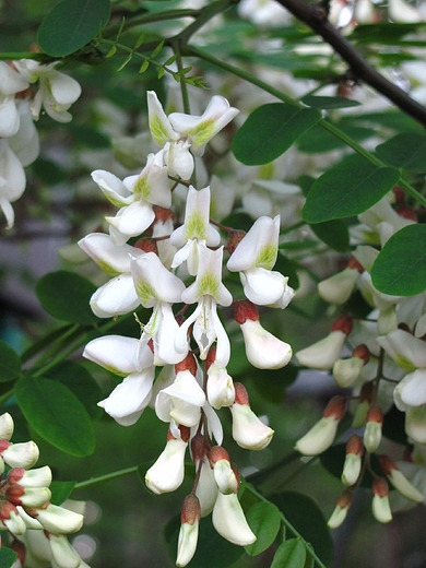 Robinia pseudoacacia