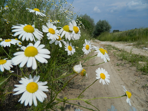 Szczypiorno. Polna droga.