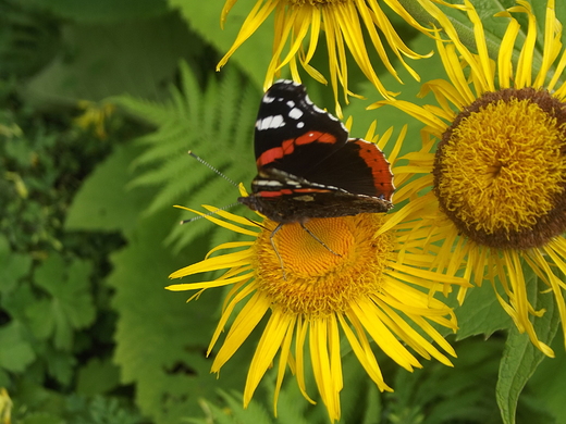 Motyl