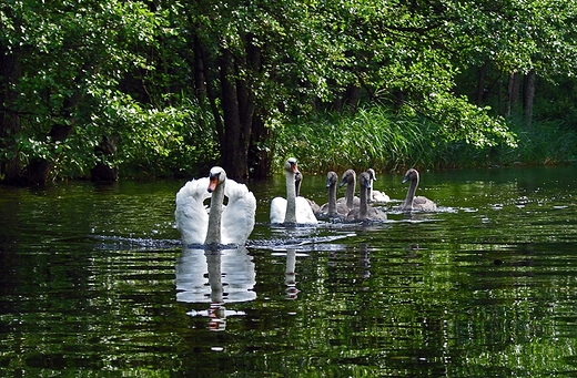 Babicka Struga, abdzie