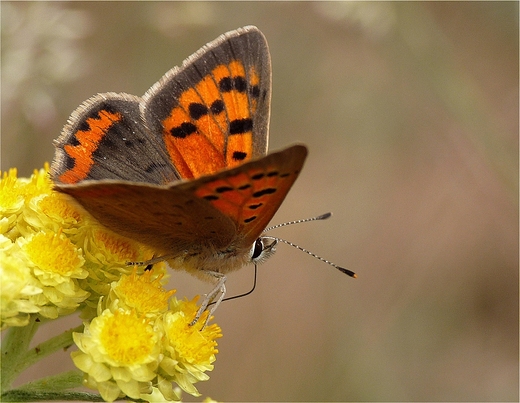 Czerwoczyk arek Lycaena phlaeas