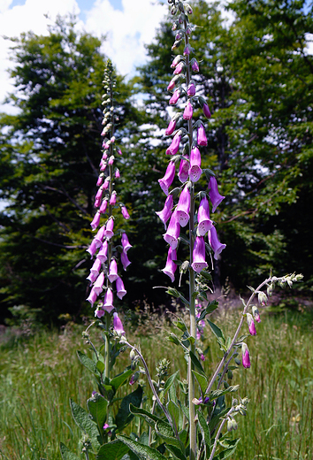 Beskid May. Naparstnica purpurowa.