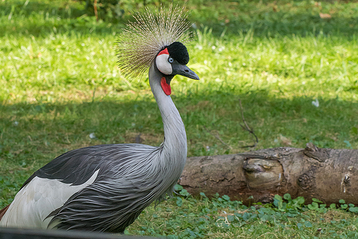 Zoo w Warszawie