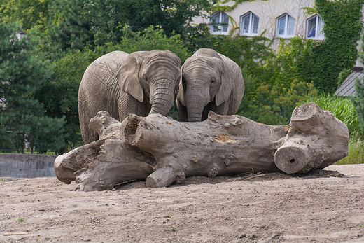 ZOO w Warszawie