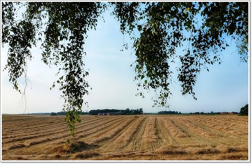 lipcowa Wielkopolska