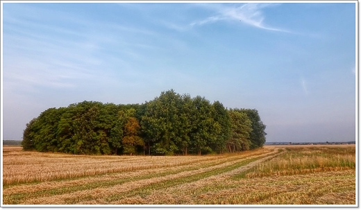 lipcowa Wielkopolska