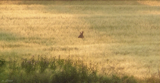 Letni poranek...moja wyprawa.