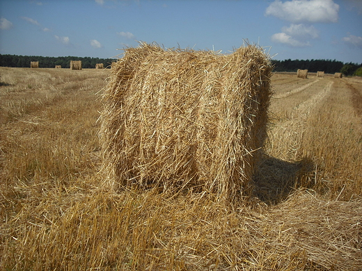 Szczypiorno. Ju po niwach.