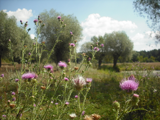 Szczypiorno. Nad Wkr.