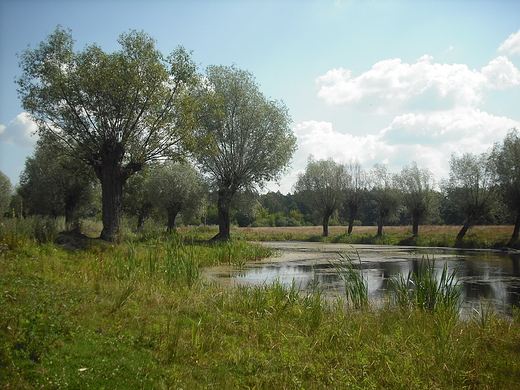 Szczypiorno. Nad Wkr.