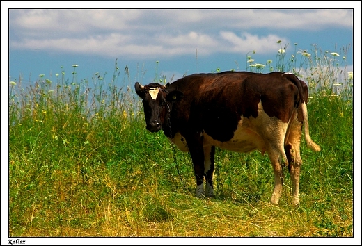 Kalisz - co tak pstrykasz te fotki, nie gorco ci?