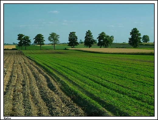 Kalisz - marchewka ronie i ronie ...