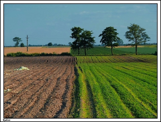 Kalisz - po kapucie ino gnijce licie si zostay w polu ...