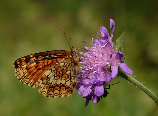 Przeplatka atalia