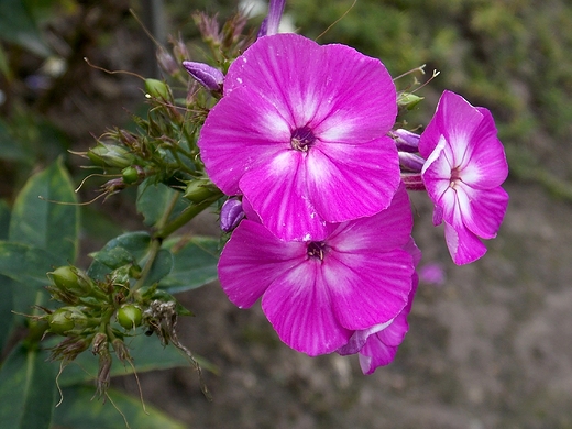 Warszawa. Kwiaty w sierpniowym Ogrodzie Botanicznym.