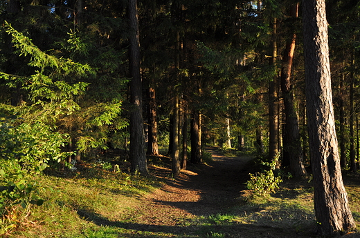 Zatoka Piaski - las