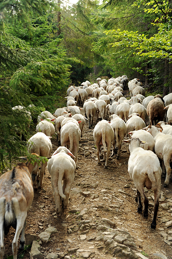 Kierdel owiec w drodze na Hal Rycerzow