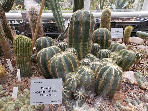 Warszawa. W szklarniach Ogrodu Botanicznego.