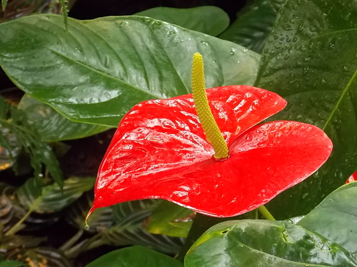 Warszawa. W szklarniach Ogrodu Botanicznego.