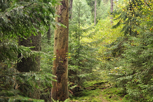 Las Krzywe, Wigierski  PN