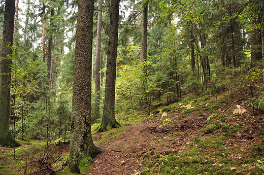 Las Krzywe, Wigierski  PN