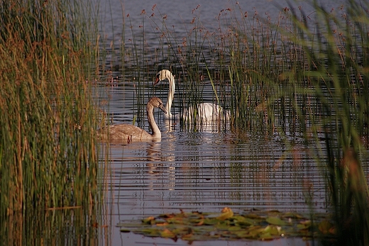 natura