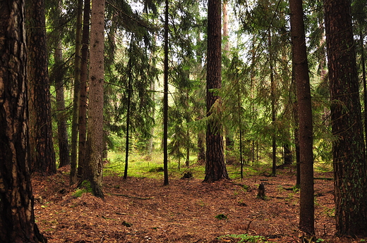 Las Krzywe, Wigierski  PN